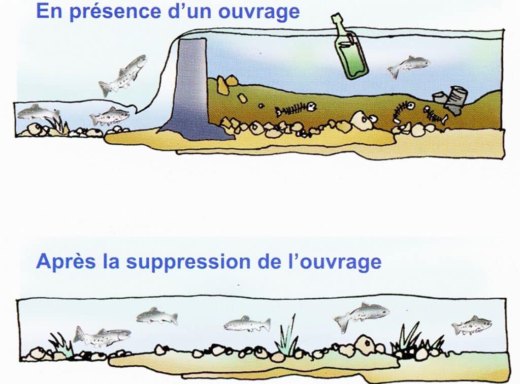 Agrandir l'image : Pourquoi rétablir la continuité écologique ?
